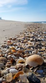 Close-up of shells on beach against sky