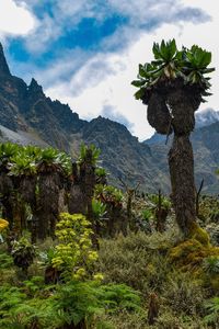 Giant groundsels - dendrosenecio adnivalis growing in the wild in the rwenzori mountains, uganda