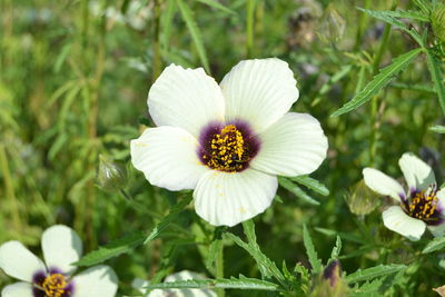 Close-up of white flowering plant on field