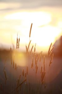 Close-up of stalks in field against orange sky