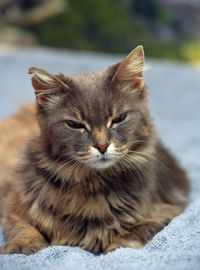 Close-up of a cat