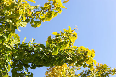 Close-up of autumn ginkgo leaves