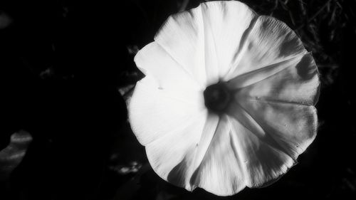 Close-up of flower blooming outdoors