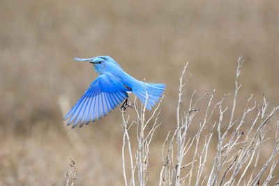 Close-up of bird flying against blurred background