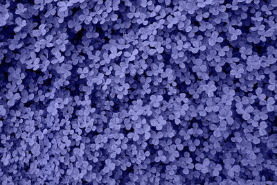 Full frame shot of blue and white flowering plant