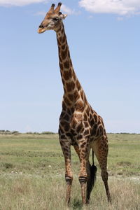 View of giraffe on field against sky