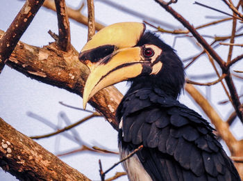 Close-up of bird perching on tree