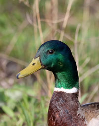 Close-up of a bird