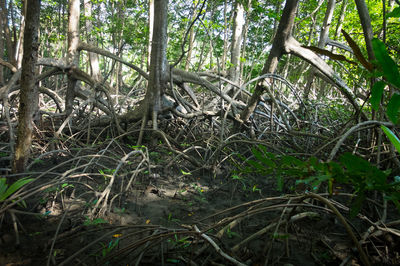 Trees in forest