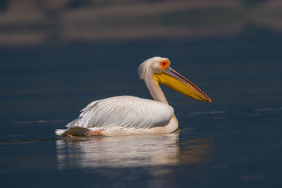 Pelican swimming in the blue water alone