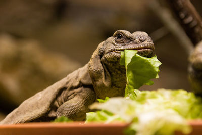 Close-up of lizard