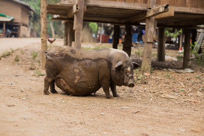 Black pregnant pig on free range farm. pregnant pot-bellied pig, animal living farm