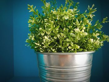 Close-up of potted plant against blue wall