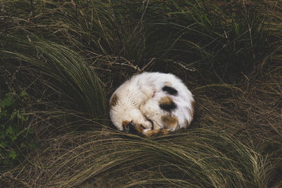 Cat in the grass