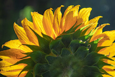 Close-up of yellow flowering plant