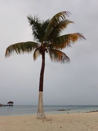 Palm tree by sea against sky