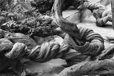Close-up of rope on tree