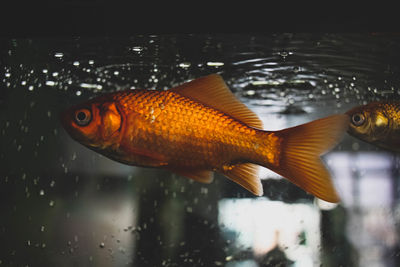 Close-up of fish swimming in aquarium 