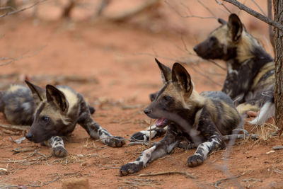 View of two dogs