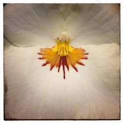 Close-up of yellow flower