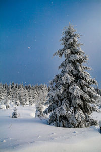 Pine trees on snow covered field against sky