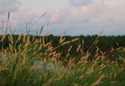 Close-up of grass on field against sky