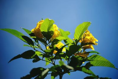 Low angle view of yellow flowering plant against clear blue sky
