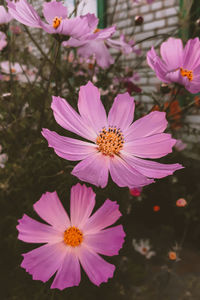 Close-up of pink cosmos flowers