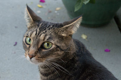 Close-up of cat looking away