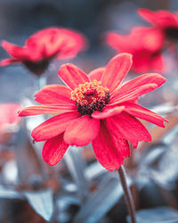 Close-up of red flower