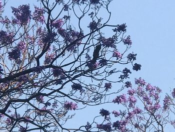 Low angle view of magnolia blossoms against sky