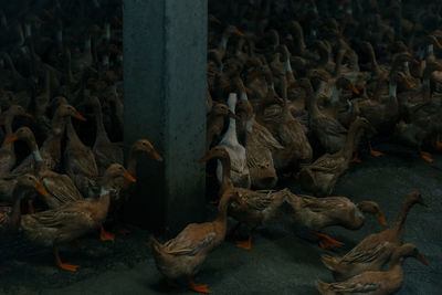 High angle view of a birds on the floor