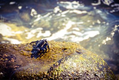 Close-up of caterpillar on rock in water