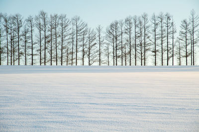 Bare trees on snow field against sky