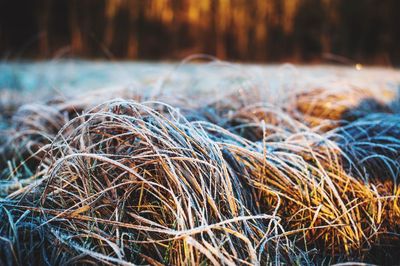 Close-up of grass