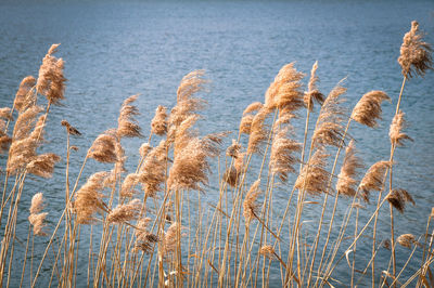 Close-up of plants in water