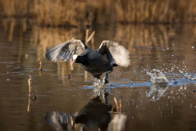 Adult coot running on water in a lake in spring