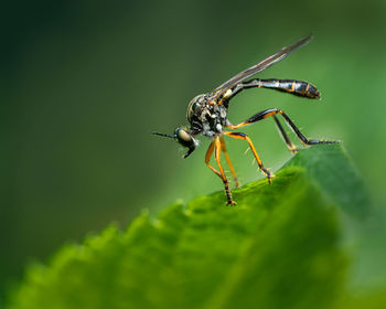 Close-up of insect on leaf