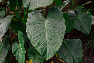 Close-up of wet plant leaves