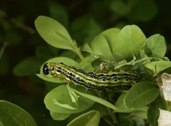 Close-up of insect on leaf