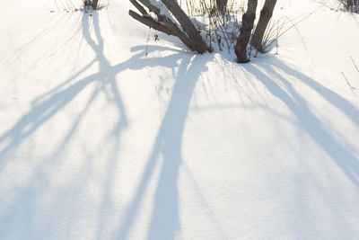 Shadow of trees on snow covered landscape