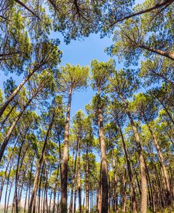 Low angle view of trees in forest against sky