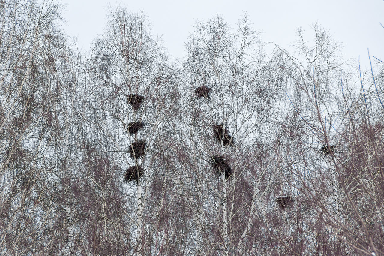 LOW ANGLE VIEW OF FROZEN TREES AGAINST SKY