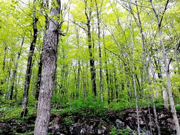 View of trees in forest