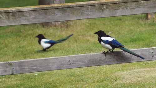 Bird perching on wooden railing