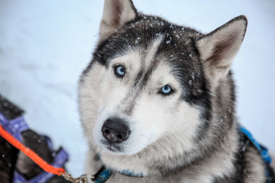 Close-up portrait of dog