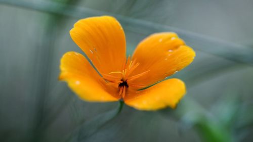 Close-up of california golden poppy
