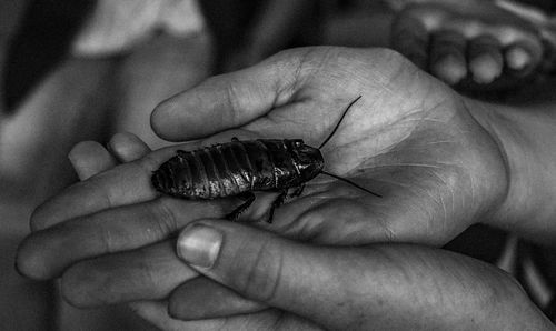 Cropped image of hands holding insect