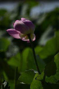 Close-up of pink flowers