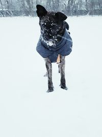 Dog on snow covered land